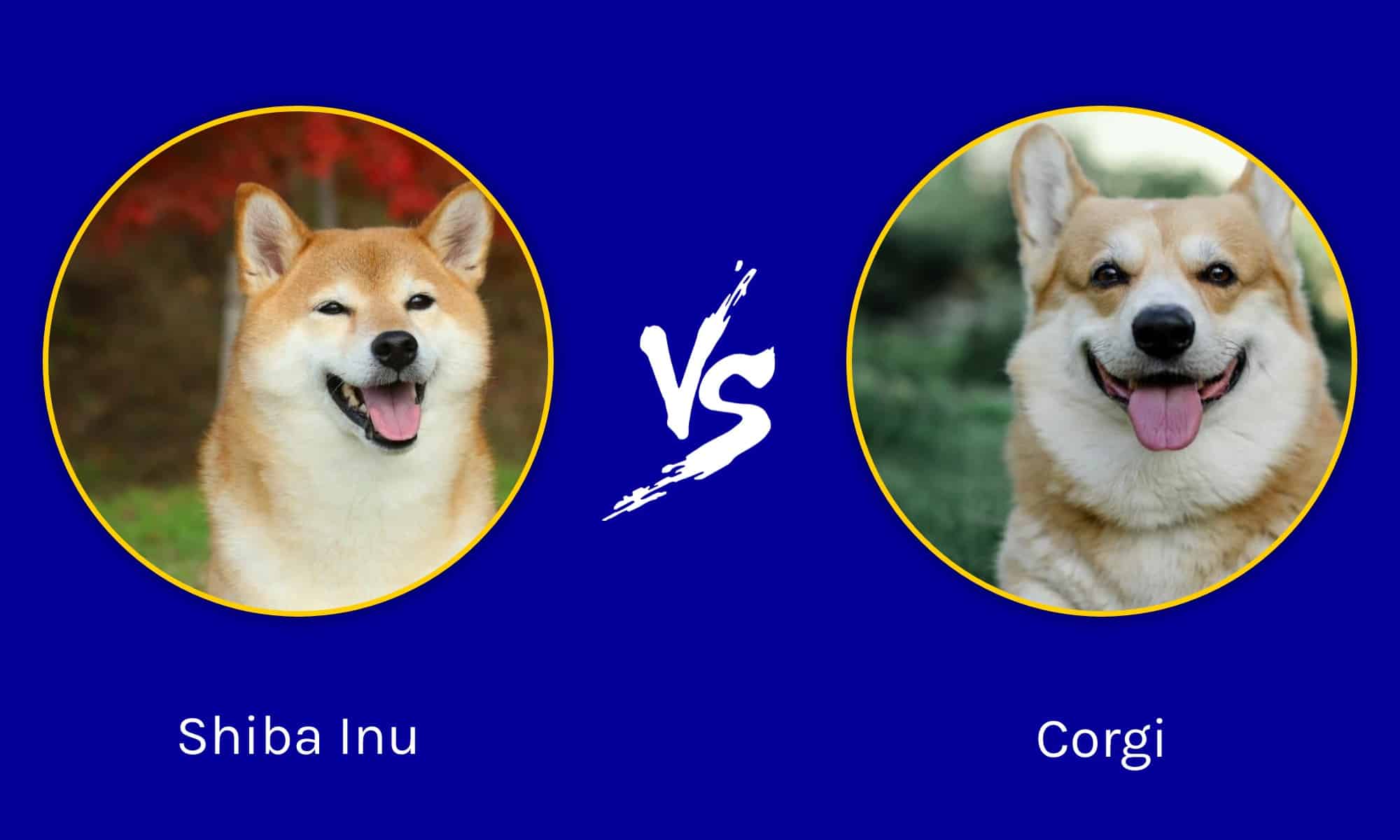 shiba-inu-vs-corgi-5-key-differences-a-z-animals
