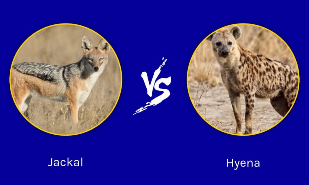 Hyena Vs Wolf Who Would Win