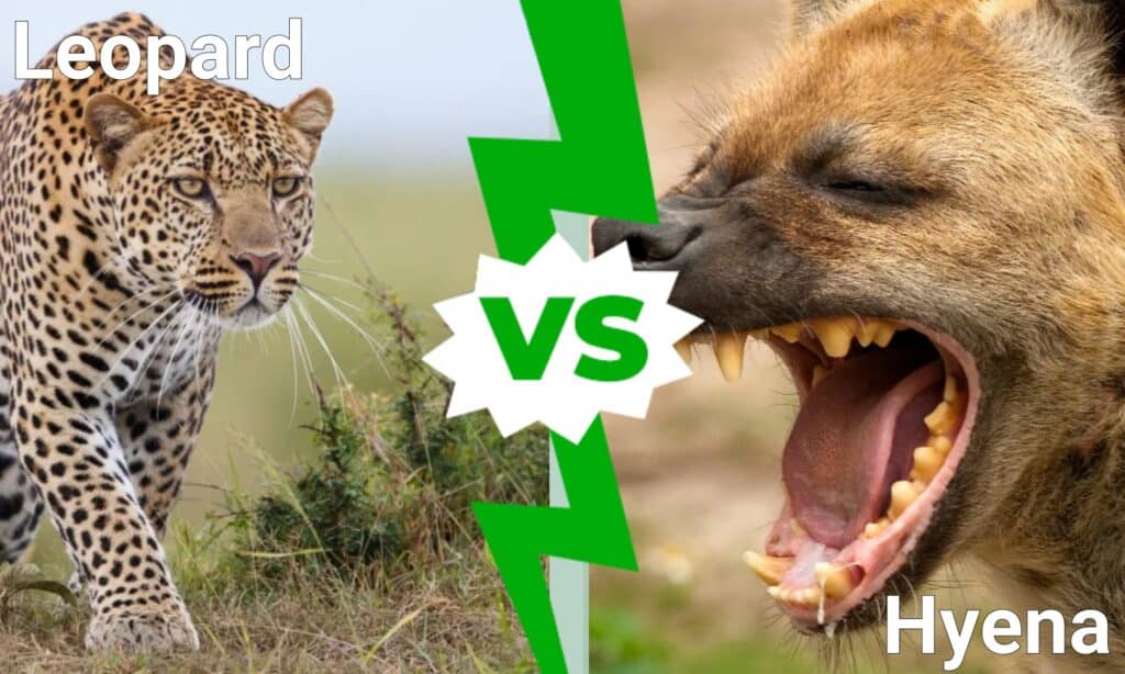 Frequent Who would win Cheetah vs Pitbull?