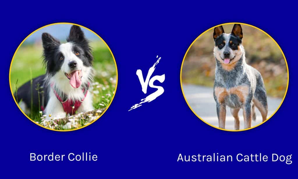Australian Shepherds vs Border Collies - Similarities and Differences
