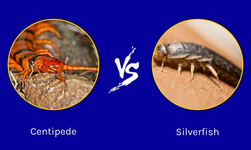 do silverfish turn into centipedes