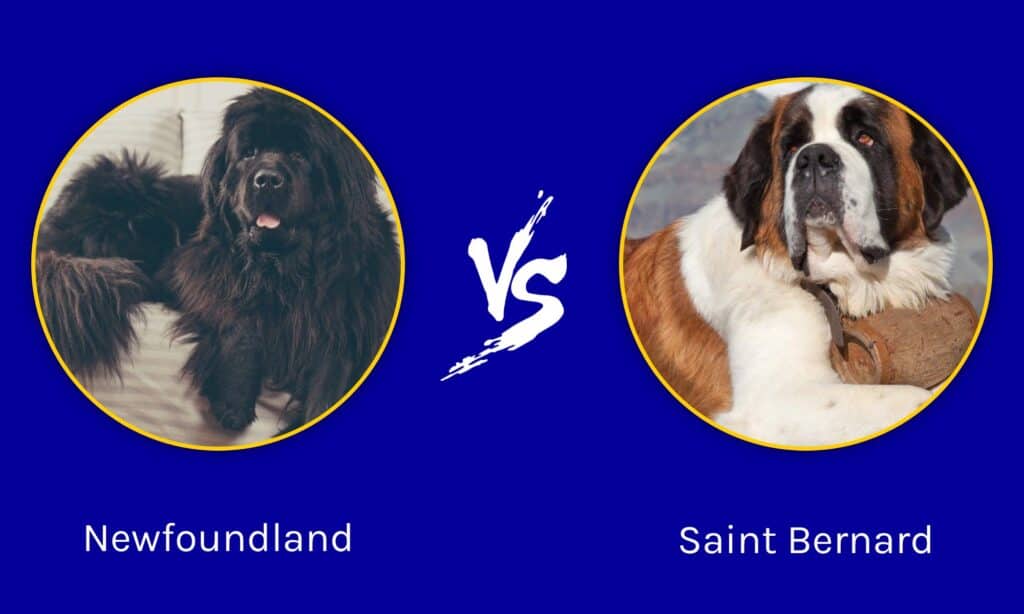 Newfoundland vs Saint Bernard