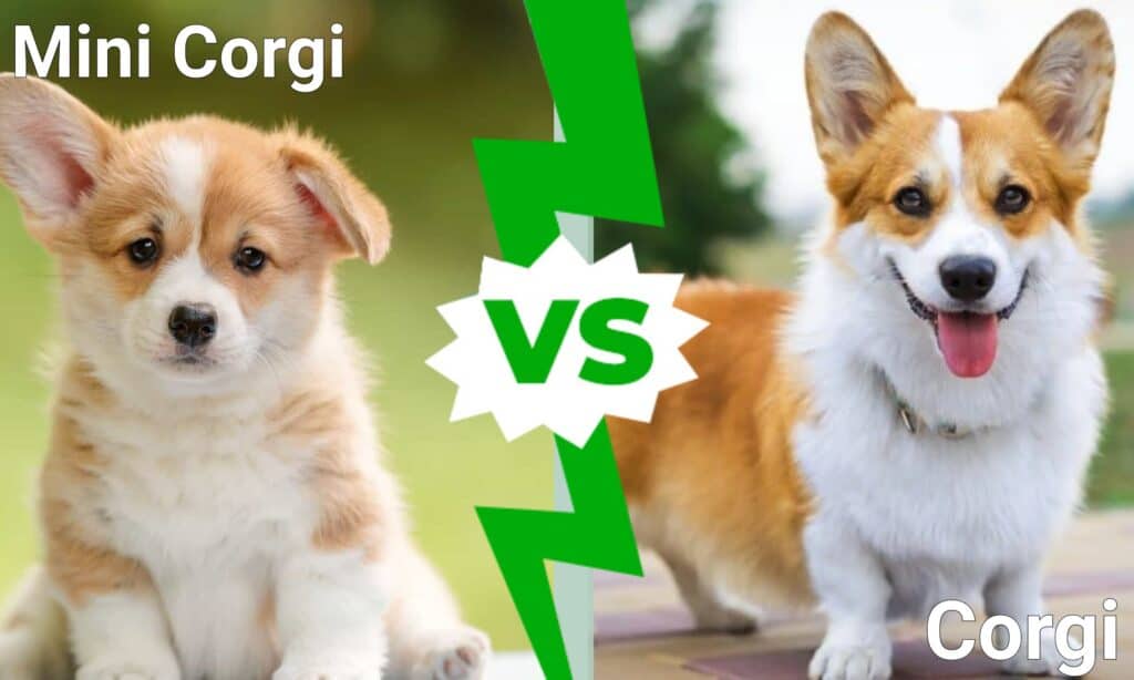 Mini Corgi vs Corgi