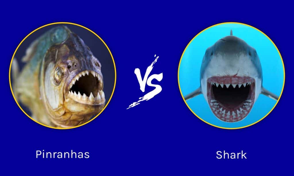 piranha fish vs shark