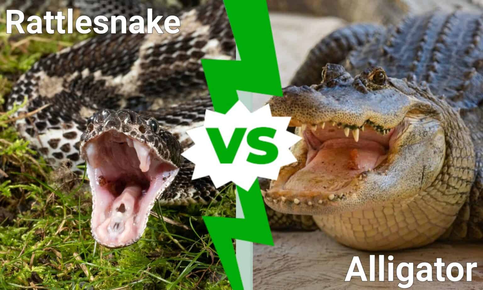 Rattlesnake Vs Alligator: Who Would Win the Fight? - A-Z Animals