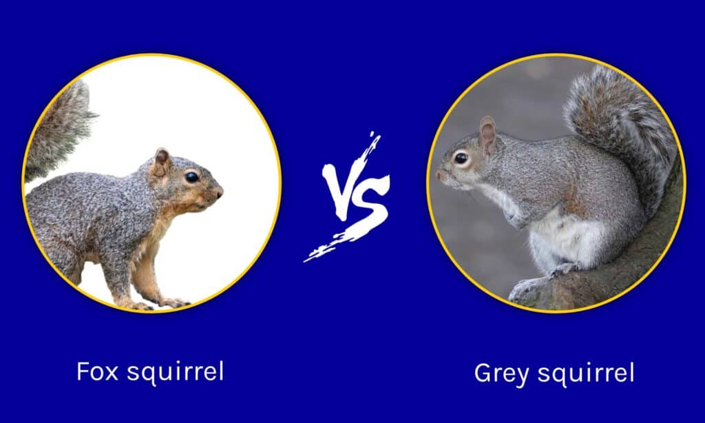 grey fox squirrel