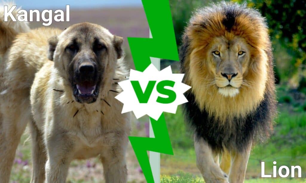 Kangal vs Lion