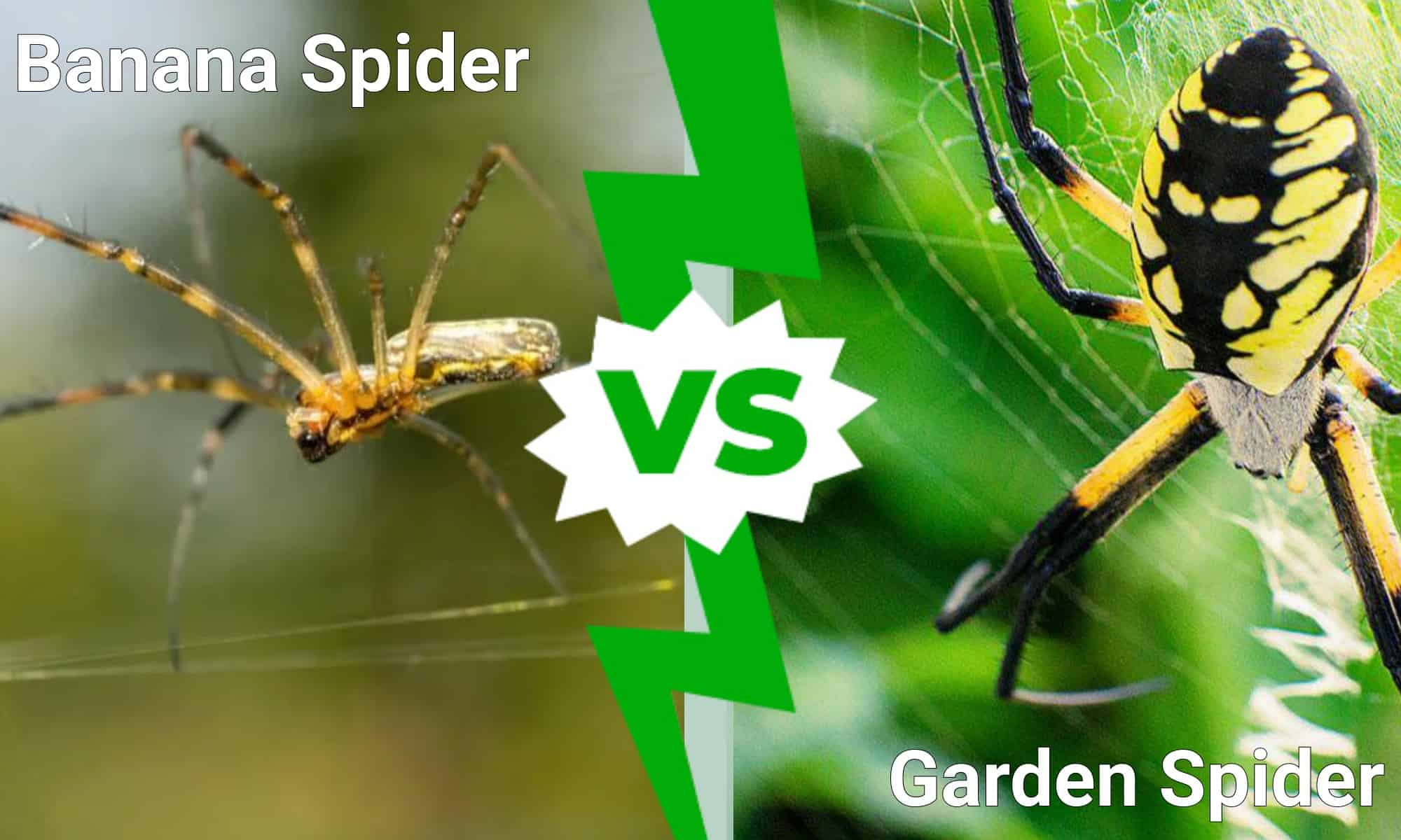 Banana Spider vs Garden Spider What Are the Differences? IMP WORLD