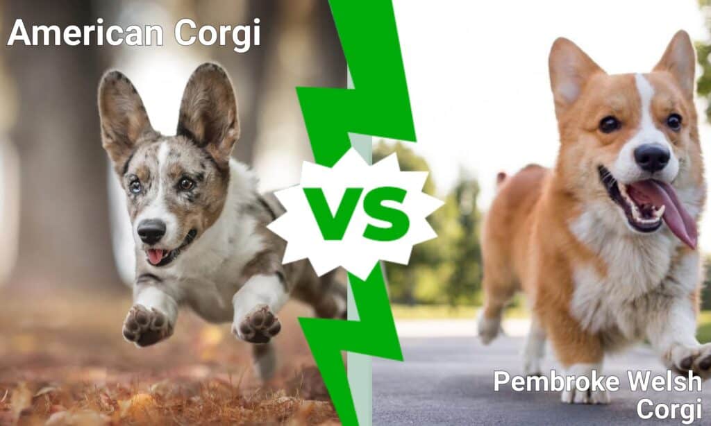 American Corgi vs Pembroke Welsh Corgi