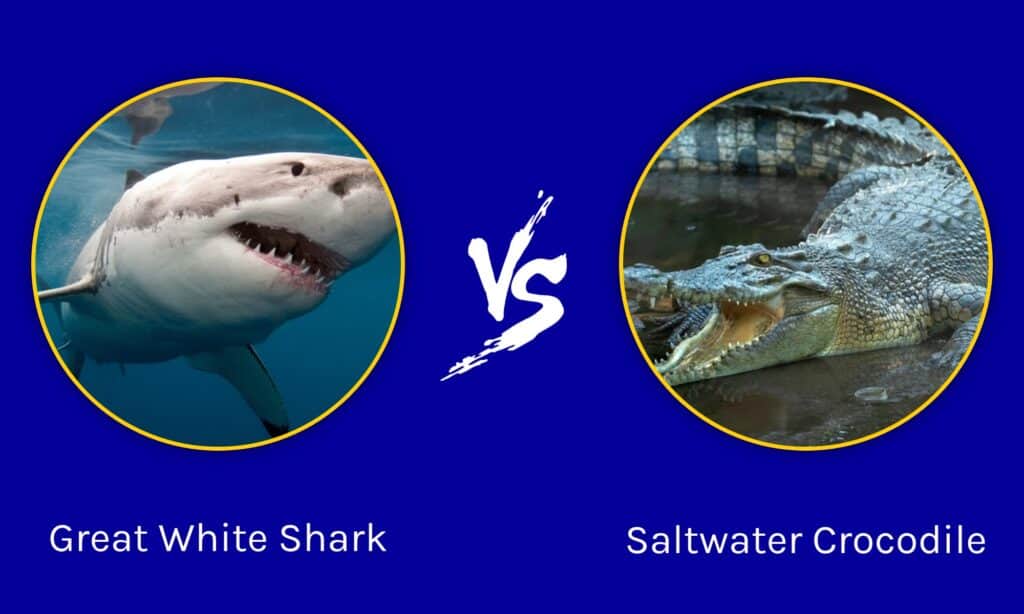 alligator vs shark