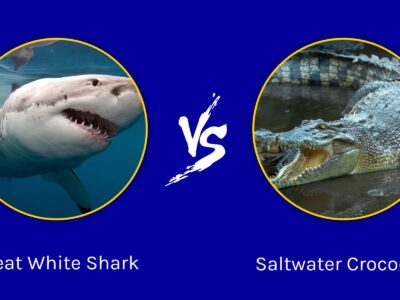 A Great White Shark vs Saltwater Crocodile: Which Animal Is the Superior Predator?