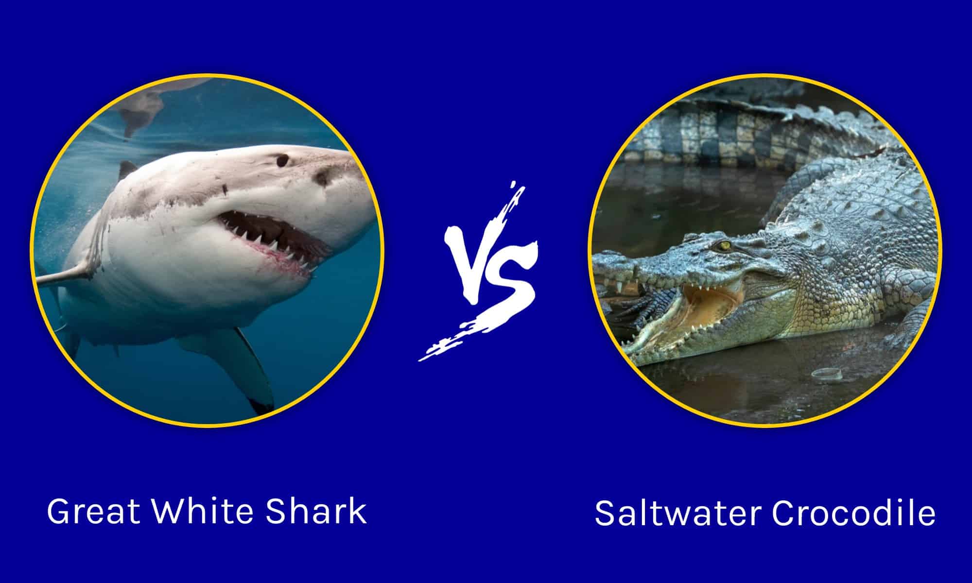 Salt water crocodile vs great white shark