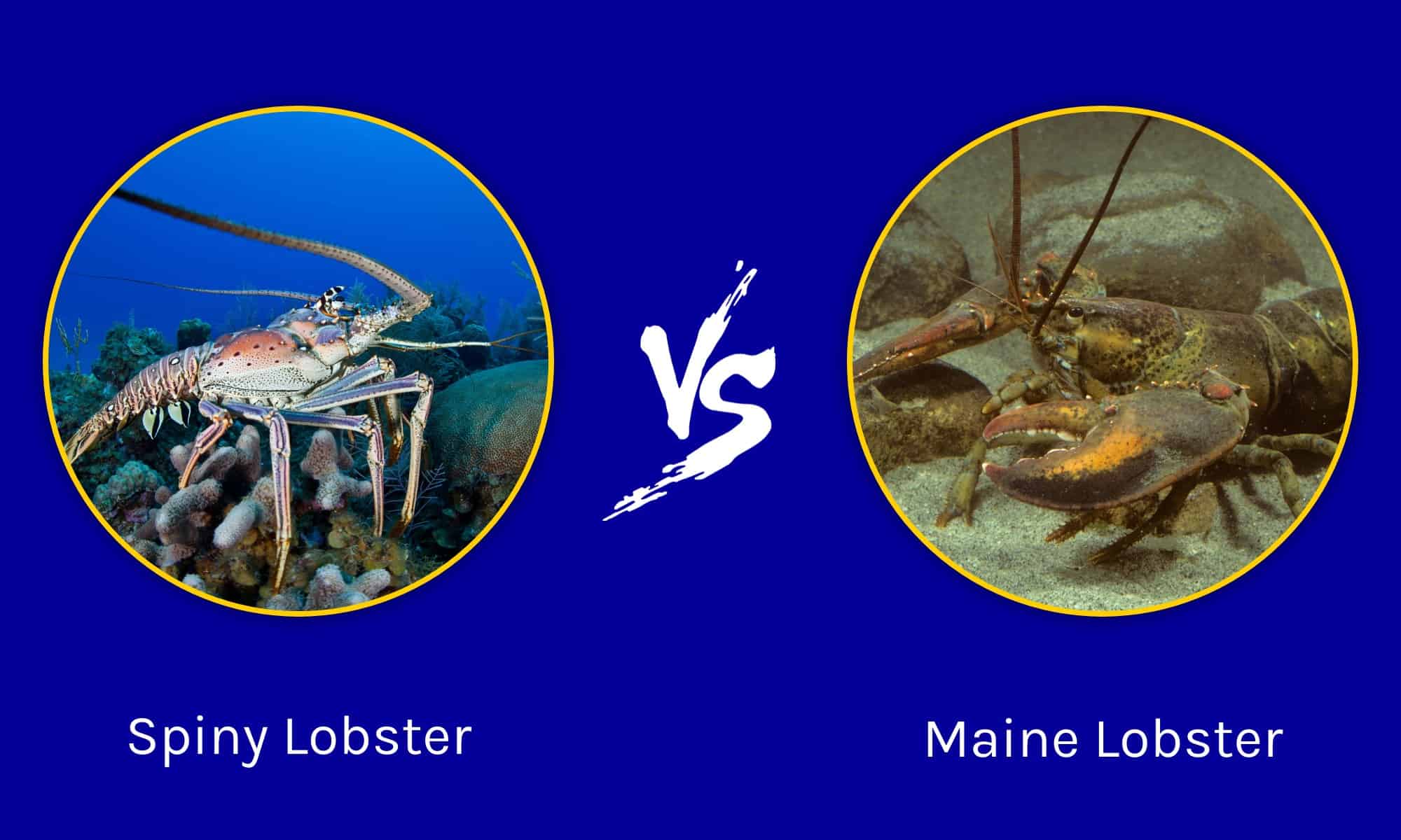 Spiny Lobster vs Maine Lobster: What Are The Differences? - A-Z Animals