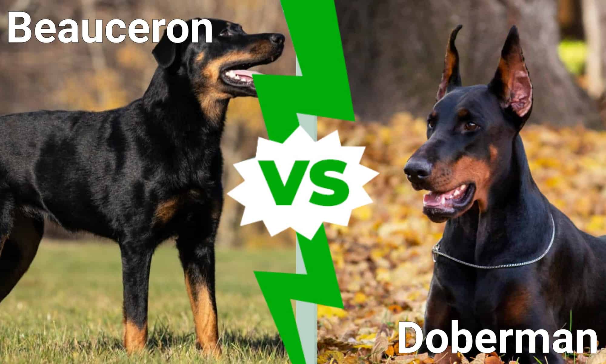 Beauceron vs Doberman: Are They Different? - AZ Animals