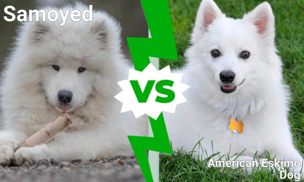 Standard size outlet american eskimo dog