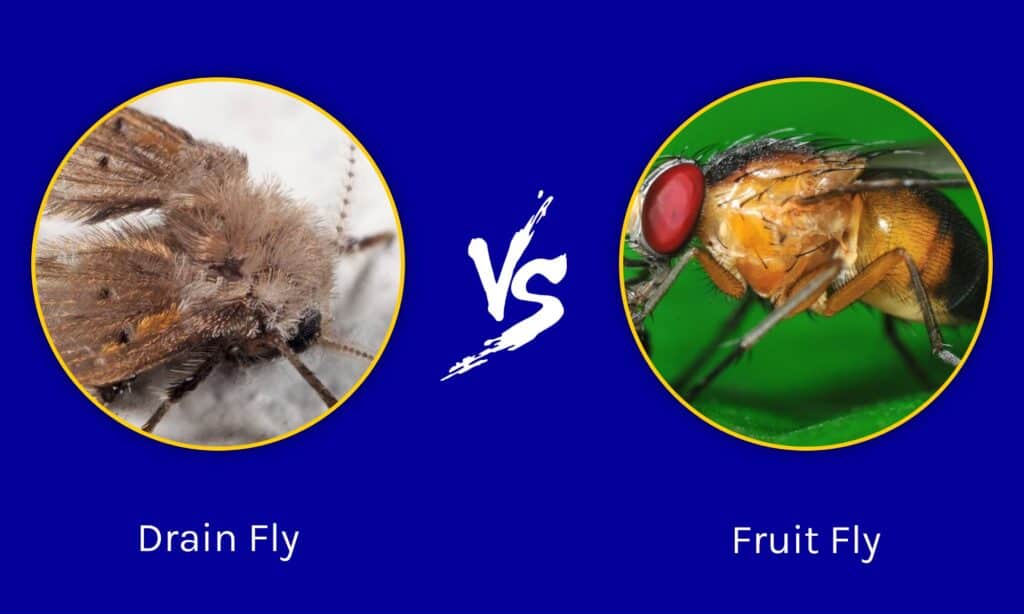 Drain Flies vs Fruit Flies: Drain Fly & Fruit Fly Differences