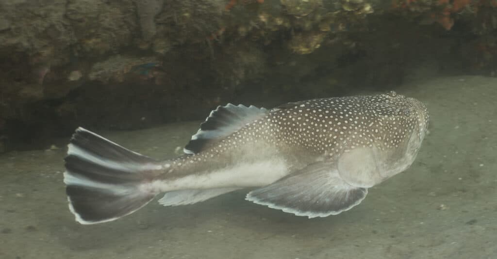 A Northern Stargazer swimming above a sandy bottom