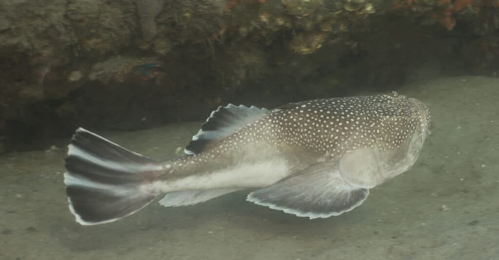 Electric, Venomous Stargazer Fish: The Meanest Fish in Creation