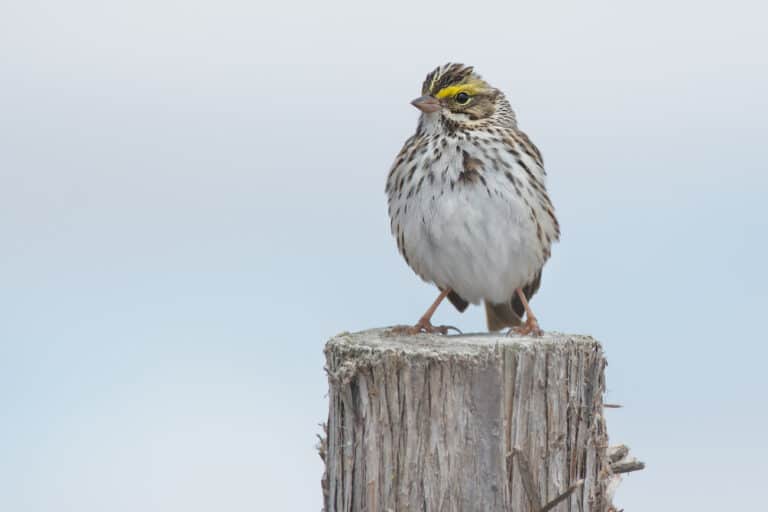 A Savannah Sparrow on a wooden fence post
