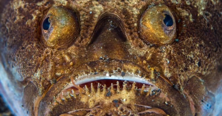 A Stargazer Fish awaiting prey displays its needle-like teeth
