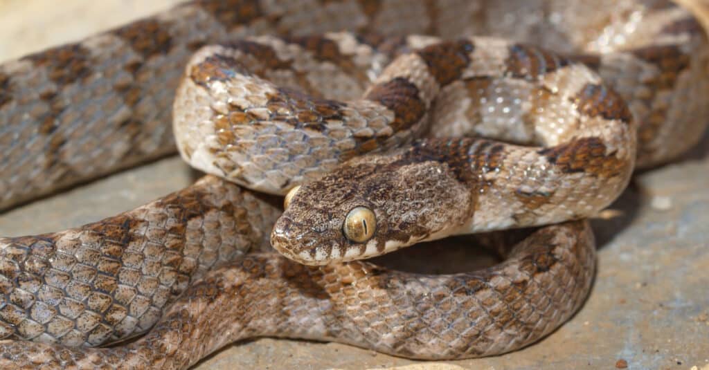 A closeup of a Mediterranean cat snake
