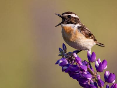 Whinchat Picture