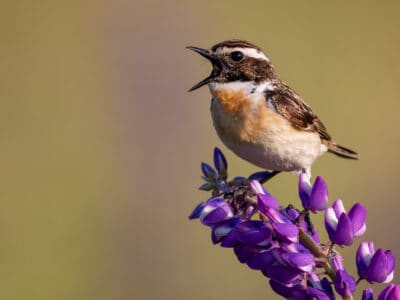 A Whinchat