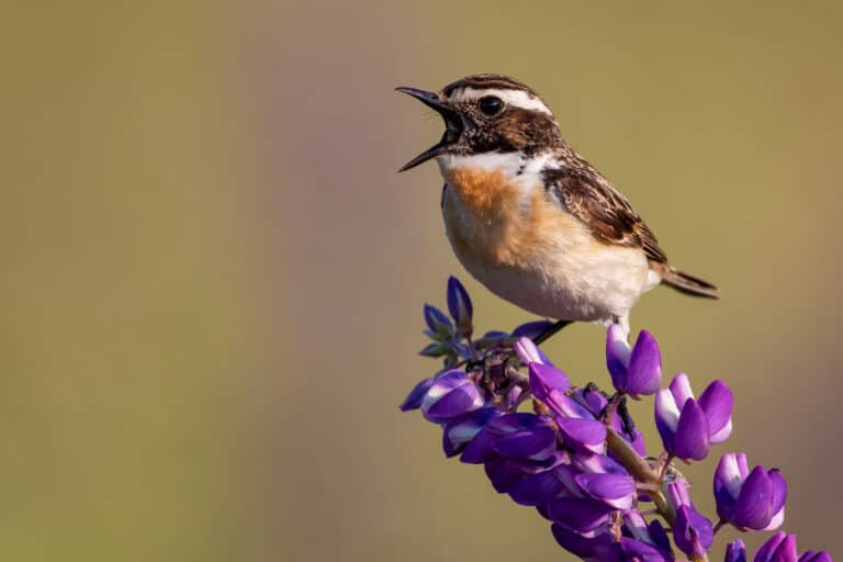 A Whinchat singing on a lupine