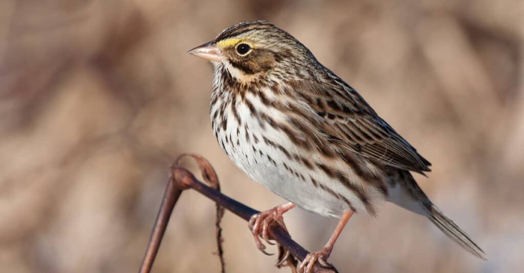 A male Savannah Sparrow perching on a weedy plant