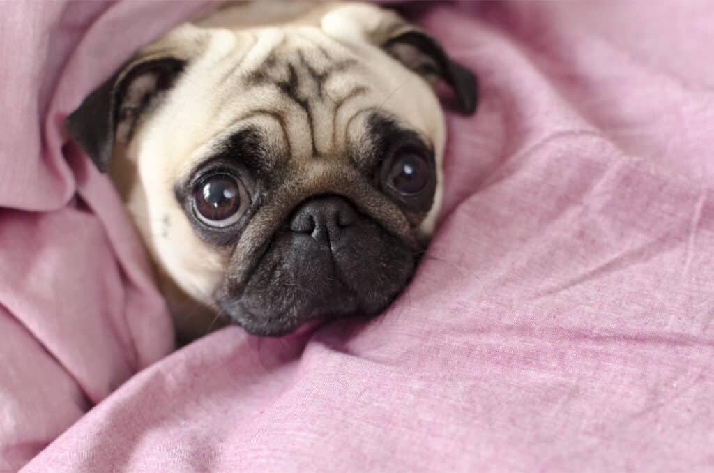 A pug wrapped in a pink comforter