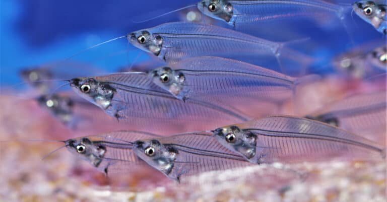 A school of transparent ghost catfish