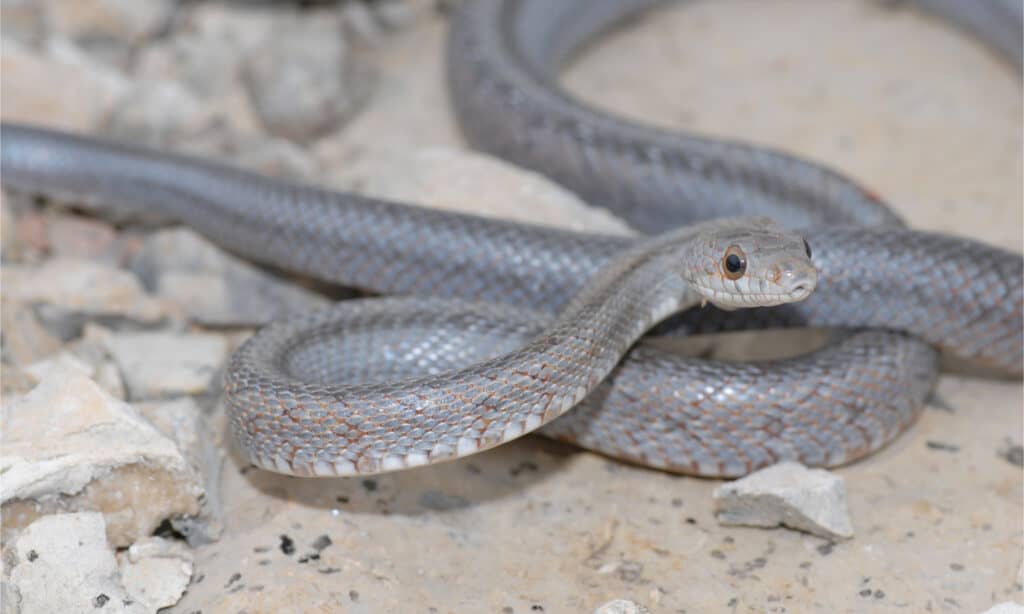 A small Bairds rat snake in the desert