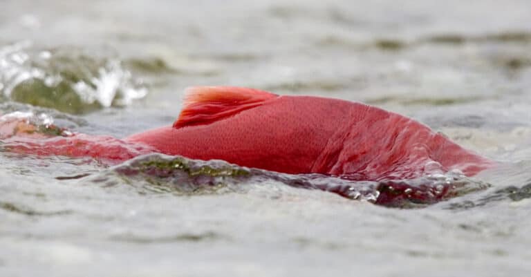 A bright red sockeye salmon swimming upstream