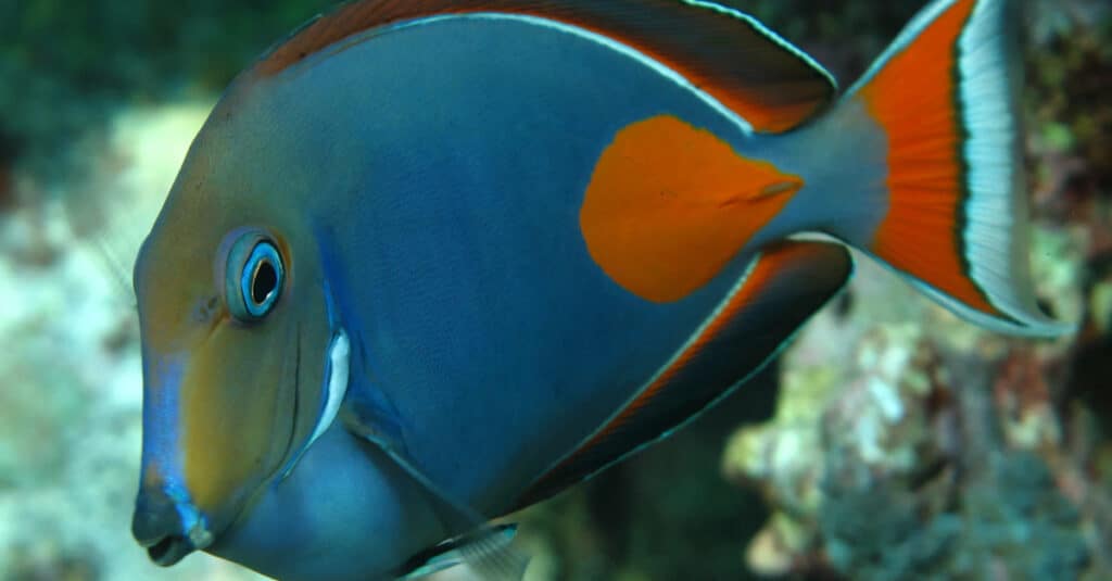 A colorful achilles tang