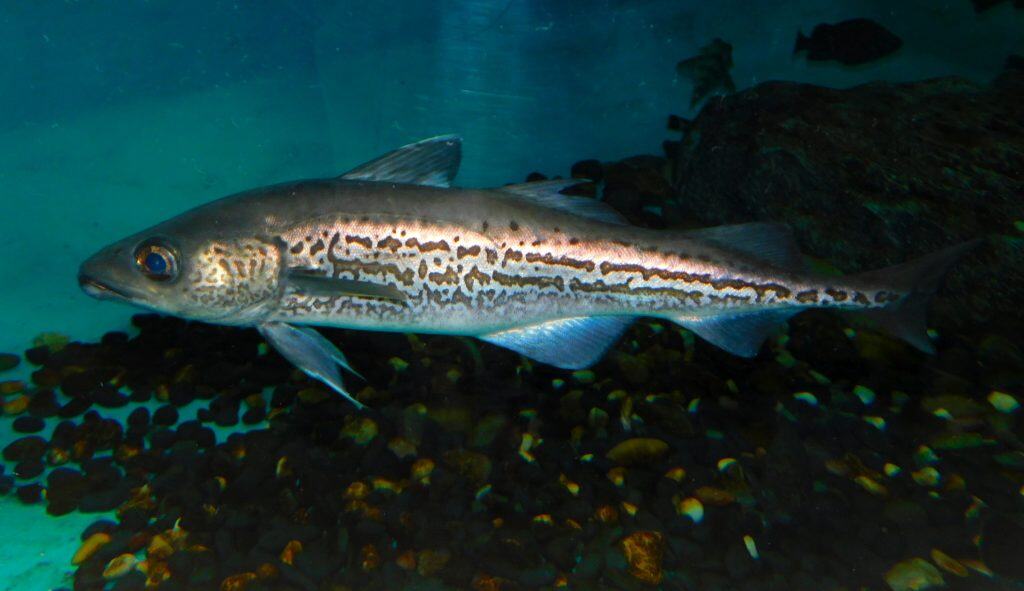 Alaskan Pollock