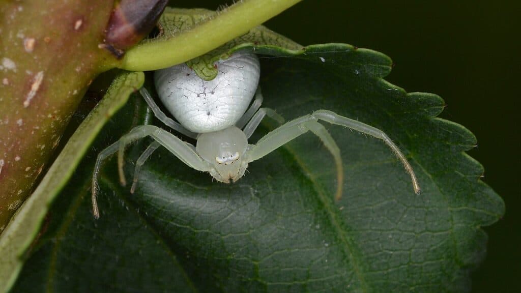 American Green Crab Spider (Misumessus oblongus)