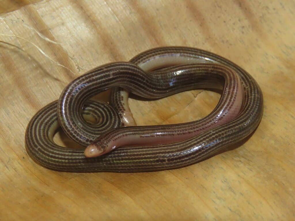 Trinidad Blind Snake