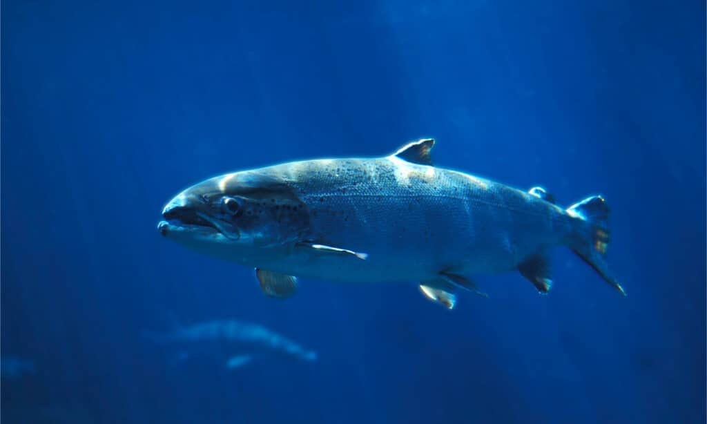 An Atlantic salmon swimming in blue water