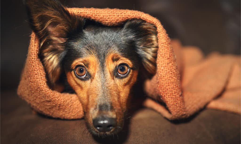 An anxious looking brown and black dog wrapped in an orange blanket