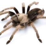 California ebony tarantula