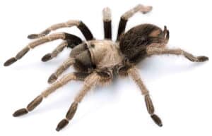 Discover The Top Five Largest, Most Dangerous Spiders In Nevada This Summer! Picture