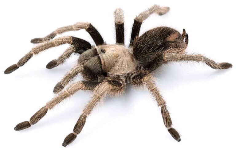 California ebony tarantula