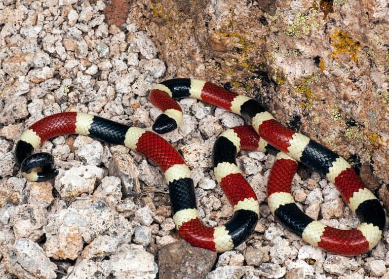 Arizona coral snake on rocky soil