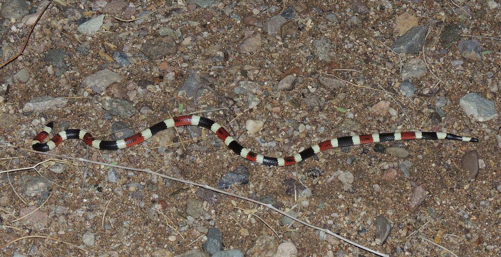 Arizona coral snake stretched out to its full length