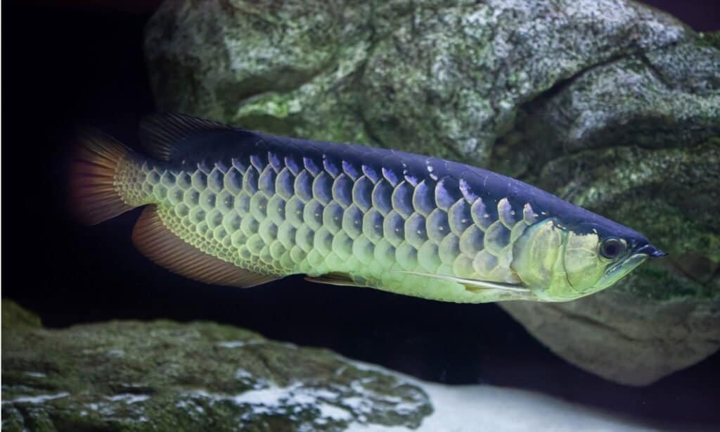 <figcaption>Arowana are difficult to keep in an aquarium because they are aggressive and do not get along with most other types of fish.<p>©iStock.com/wrangel</p></figcaption></figure><p id=