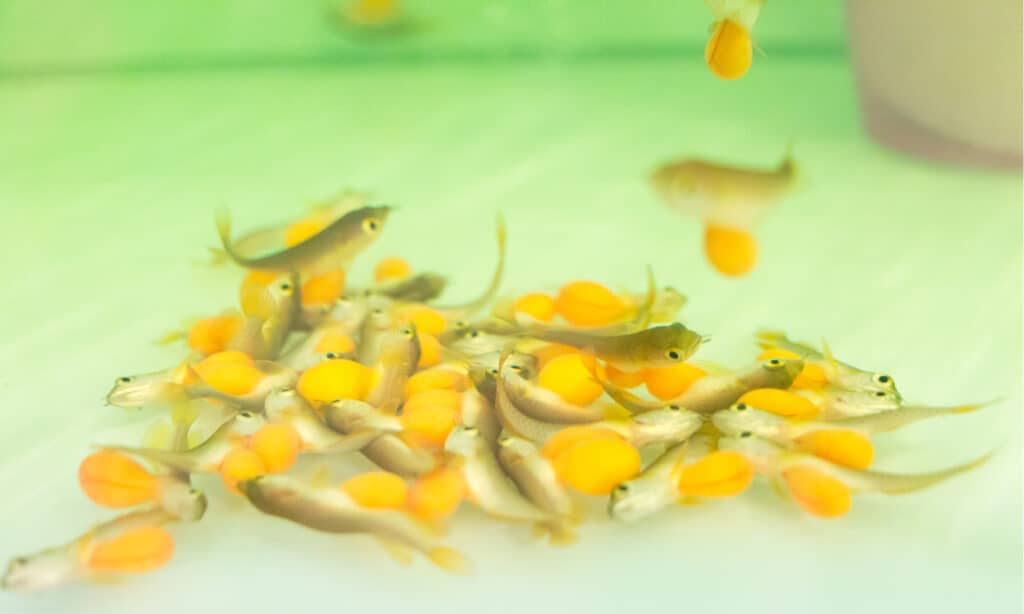 Baby Asian Arowana fish in an aquarium.