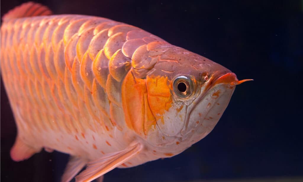 Asian arowana can measure up to 3 feet long.