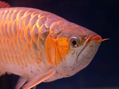 A Asian Arowana