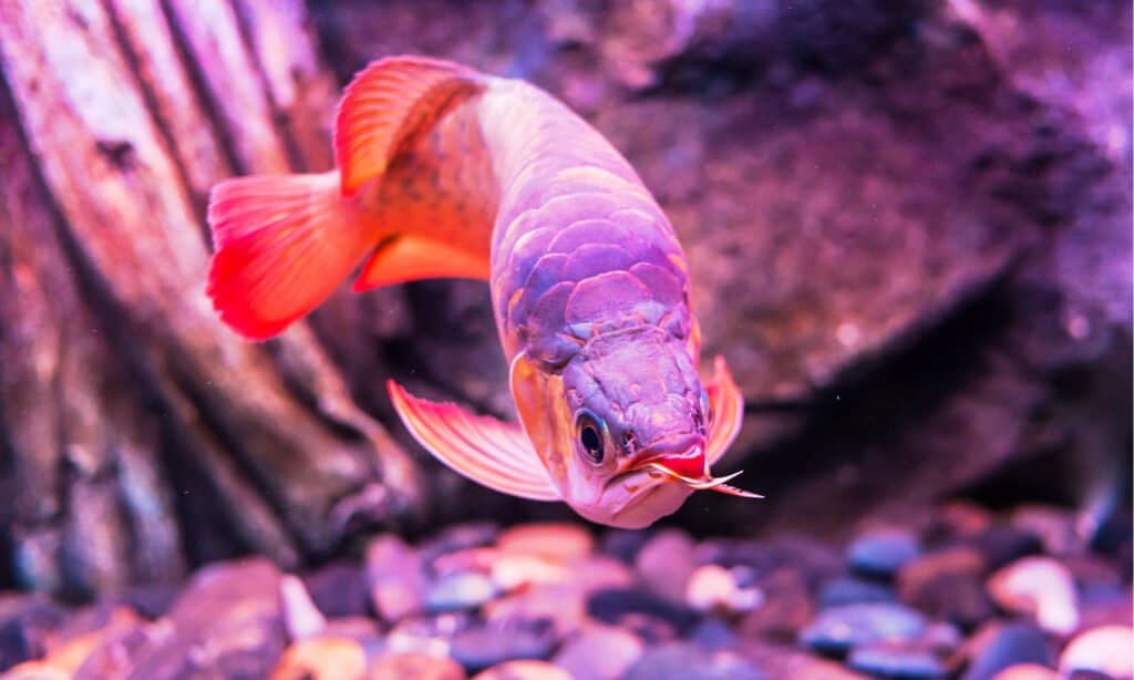 Asian Arowana has a unique appearance, including massive scales, bright lustrous colors, and graceful movements through the water.