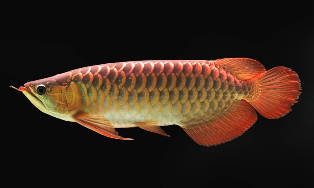 When swimming, the fan-like fins of Asian Arowana spread out and glide gracefully through the water.